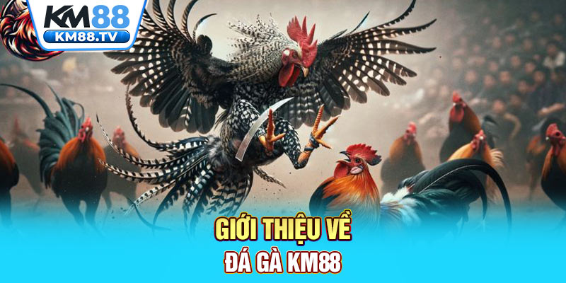 Giới thiệu về đá gà km88