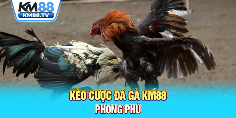 Kèo cược đá gà km88phong phú