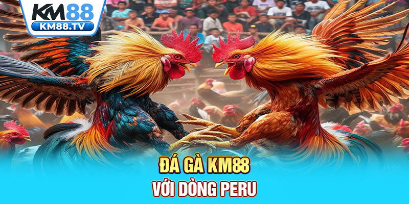 Đá gà km88 với dòng Peru