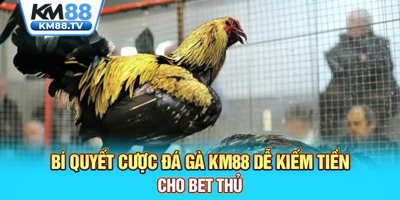 Bí quyết cược đá gà km88 dễ kiếm tiền cho bet thủ